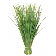 Verduras e Ervas: Capim Santo/Limão (1 Molho) - Verduras e Ervas