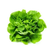 Verduras e Ervas: Alface Lisa (mol.) - Alface Lisa (mol.)