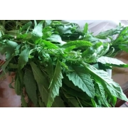 Verduras e Ervas: Mastruz (mol.) - Mastruz (mol.)