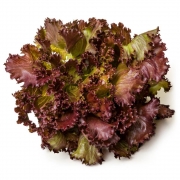 Verduras: Alface Roxa - Unidade