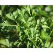 Verduras e Ervas: Salsa (1 Molho) - Verduras e Ervas