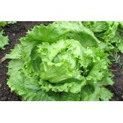 Verduras e Ervas: Alface Americana (1 Molho) - Verduras e Ervas