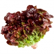 Verduras e Ervas: Alface Roxa (1 Molho) - Verduras e Ervas