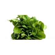 Verduras e Ervas: Rúcula (1 Molho) - Verduras e Ervas