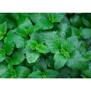 Verduras e Ervas: Hortelã (1 Molho) - Verduras e Ervas