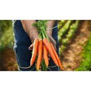 Legumes, Tubérculos e Raízes: Cenoura C/ Folhas (1 Molho) - Legumes, Tubérculos e Raízes