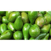 Frutas: Abacate (500g) - Frutas