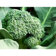 Verduras e Ervas: Brócolis - unidade