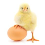 Fruteira: Ovo Avulso - avulso