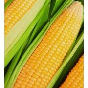 Legumes, Tubérculos e Raízes: Milho verde (un.) - Milho verde