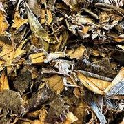 Ervas Medicinais: Canela de Velho folhas 50g - utilizada para aliviar dores e inflamações, especialmente as causadas por artrite, artrose, fibromialgia e outras condições articulares.