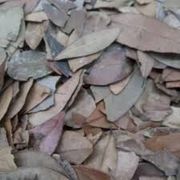 Ervas Medicinais: Pedra Ume Kaá (Insulina) 50g - A Pedra Ume Caá, ou insulina vegetal, é uma planta medicinal usada para controlar a glicemia em diabéticos, ajudando no tratamento da diabetes, da pressão alta, do colesterol e melhorando a circulação e a digestão.
