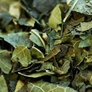 Ervas Medicinais: Chá Verde Banchá 50g - O Banchá serve para desintoxicar o organismo, fortalecer o sistema imunológico e cardiovascular, combater o envelhecimento precoce e auxiliar na perda de peso.
