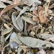 Ervas Medicinais: Saúde do Fígado 50g - Boldo do Chile, Carqueja amarga , Chapéu de couro e Camomila