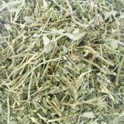 Ervas Medicinais: Alevante 50g - Serve banhos , reerguer o ânimo, trazer força, coragem e clareza, combatendo o cansaço, o desânimo e as energias negativas