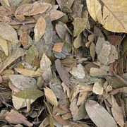 Ervas Medicinais: Graviola Folhas 50g - tratar problemas como prisão de ventre, diabetes e pressão alta, além de terem propriedades antimicrobianas e antioxidantes.
